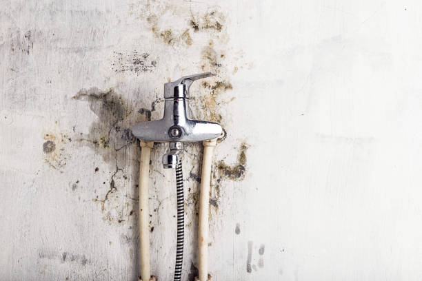 Trusted Lipscom, AL Mold Remediation Experts