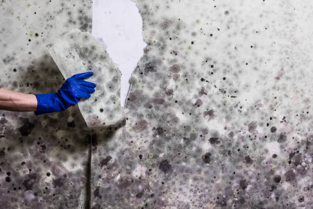 Best Post-Flood Mold Remediation in Lipscom, AL